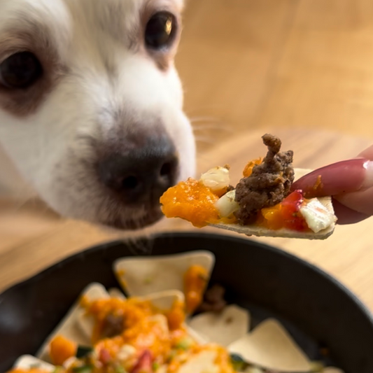 A dog eating nachos from a dish.