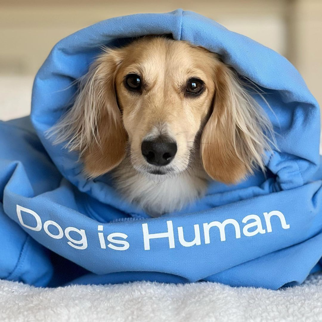 Homecooked meals with Dog is Human