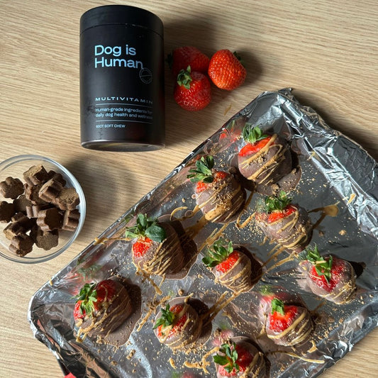 A foil-lined tray of carob covered strawberries drizzled with peanut butter and dog multivitamin. A bowl of dog multivitamins and their jar is arranged with the tray.