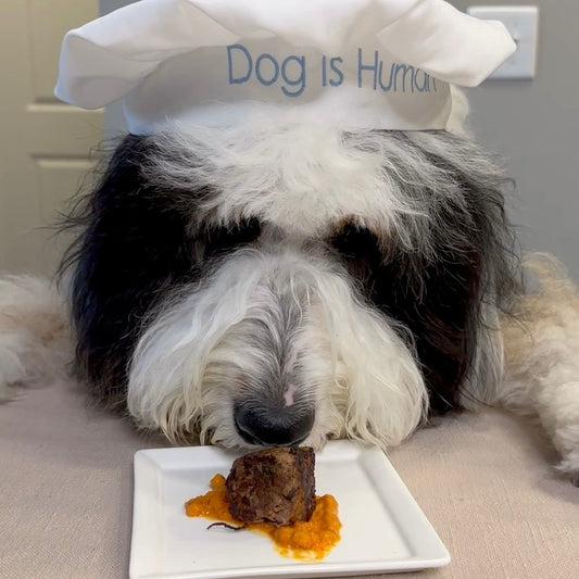 A dog hungrily looking down at a plate with a meatball on a bed of pumpkin puree-based sauce.