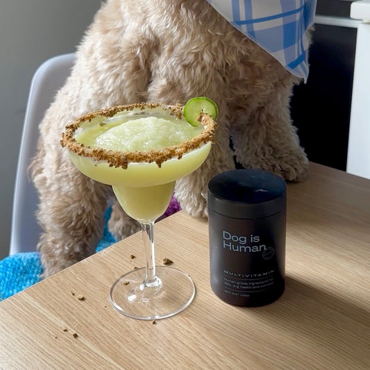 A Cockapoo leaning on a table with a dog-friendly margarita and pet multivitamins on top of it.