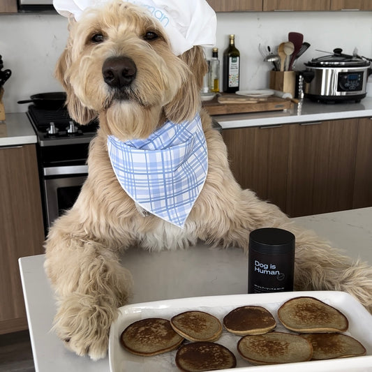A Goldendoodle dressed as a chef with a tray of banana pancakes and a dog multivitamin jar in front of them.