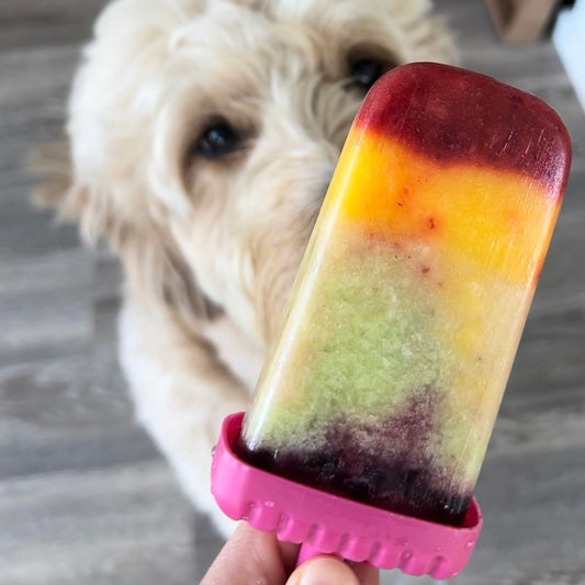 A Goldendoodle looking excitedly at a "pupsicle" featuring colors like red, orange, green, and purple.