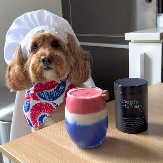 A Cavapoo dressed in a festive chef's outfit with a red, white, and blue drink and jar of dog multivitamins in front of them.