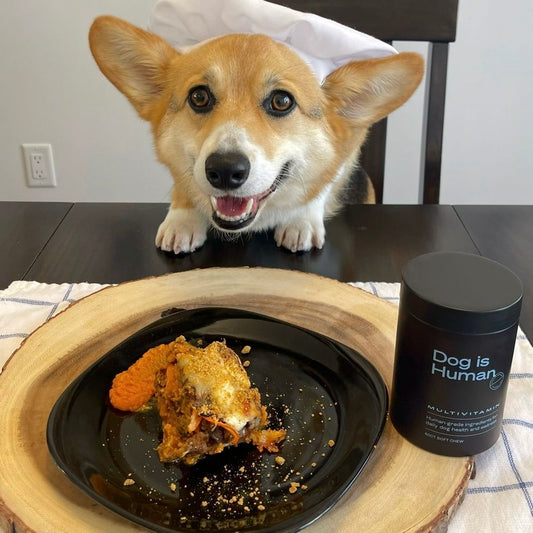 A happy-looking Corgi poses behind a plate of dog-friendly lasagna and dog multivitamins.