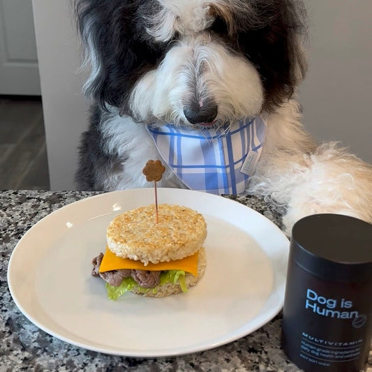A dog dressed as a chef looks down at a dog-friendly burger topped with a dog multivitamin.