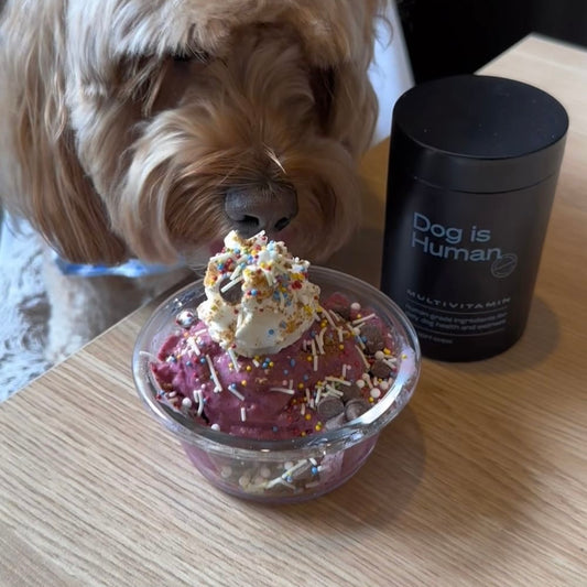 A Cockapoo looks excitedly at a dog-friendly ice cream sundae and jar of dog multivitamins.