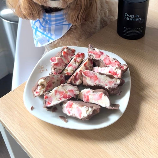 A Cockapoo sits behind a plate of strawberry yogurt clusters with a jar of pet multivitamins to their left.