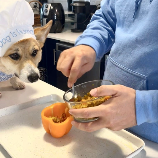 A Corgi dressed as a chef watches as their owner stuffs a pepper for cooking.