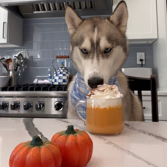 A Husky stands behind a mug of a "pupkin" spice latte on a countertop.