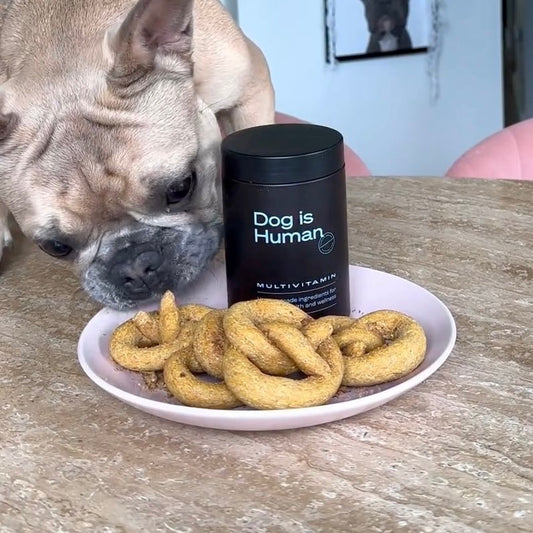 A beige French bulldog sniffing pumpkin pretzels off a plate on a kitchen counter. A dog multivitamin jar is also on the plate.