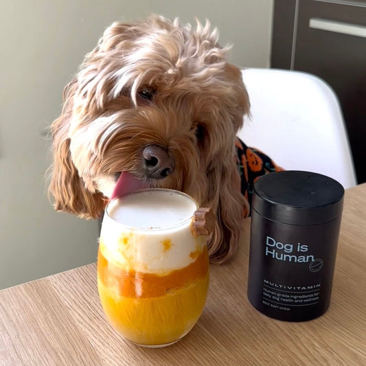 A Cockapoo about to drink from a glass of a candy-corned themed drink.The glass from top-to-bottom features a white, orange, and yellow layer.