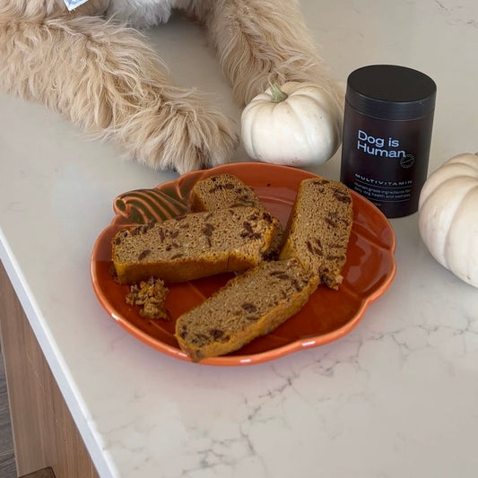 A happy Goldendoodle dressed as a chef poses next to a pumpkin-shaped plate of pumpkin bread. Decorations like small white pumpkins and a dog multivitamin jar sit to the right of the plate.