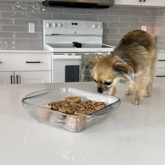 A Chihuahua sniffing a glass tray of dog-safe cinnamon rolls.