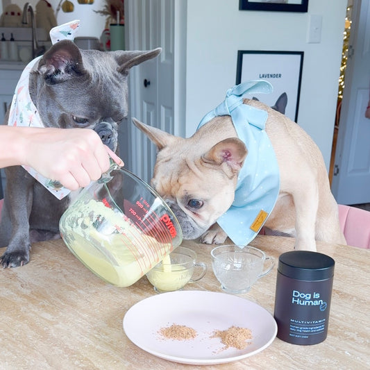 Two French bulldogs excitedly watching as their owner pours dog-safe eggnog into serving cups.