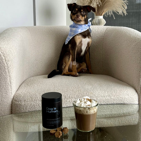 A glass of dog-friendly hot cocoa sits on a table with pet multivitamins to the left. A Chihuahua mix sits on a beige chair in the background.