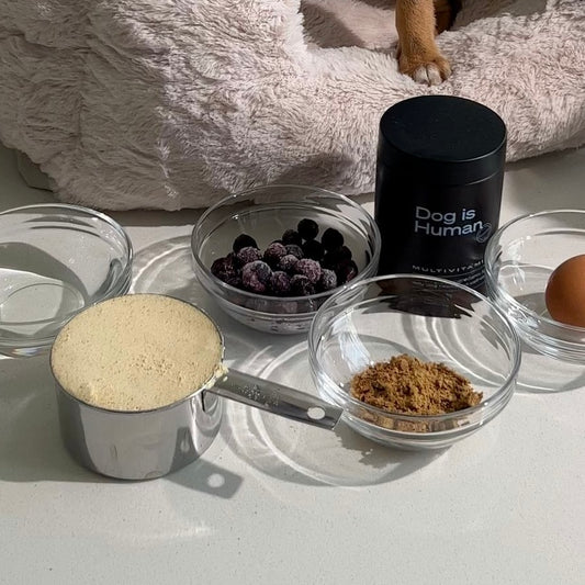 A Chihuahua mix sits on a dog bed behind a mise en place of ingredients used for making homemade training treats. A pet multivitamin jar sits amongst the ingredients.