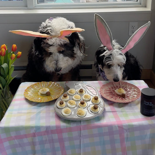 Two dogs looking down at flower plates with deviled easter egg treats in a spring-like table setting. 12 more deviled eggs, 6 topped with a dog multivitamin, rest in a bunny-shaped plate.