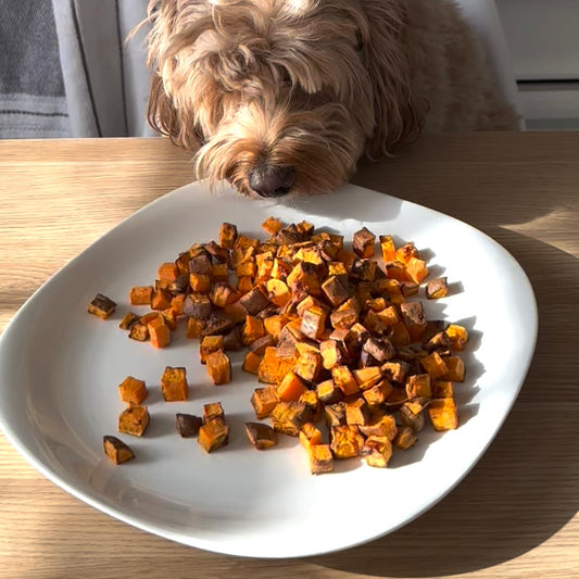 Cubes of air-fried sweet potato dog treats sit on a white plate on a wooden table. A cockapoo is seen sniffing excitedly at them.