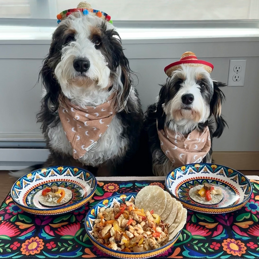 Two bernedoodles dressed in festive Cinco de Mayo attire sit at a table adorned with festive decorations and bowls of dog-friendly fajitas.