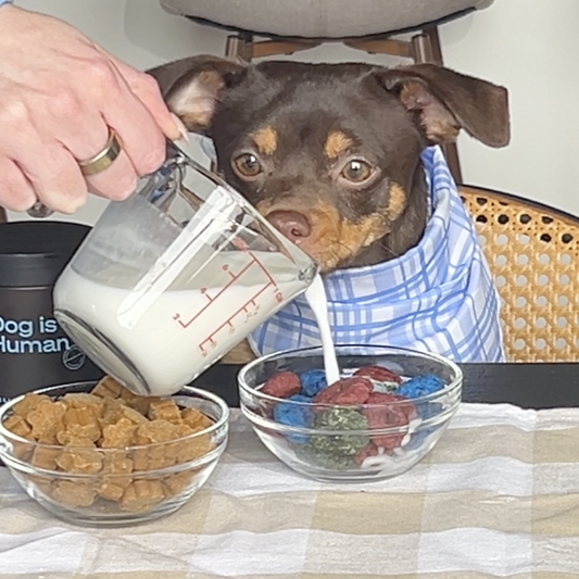 A chihuahua mix looks at a homemade dog-friendly bowl of froot loops. A bowl and jar of dog multivitamins sits to the left.