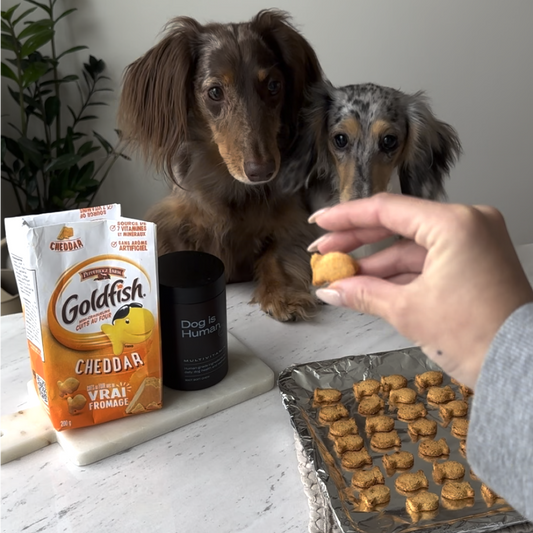 Two dapple dachshunds staring at a homemade, dog-friendly goldfish cracker held by their owner. A themed spread with an original goldfish bag, dog multivitamins, and a foil-lined tray of baked dog goldfish are in front of them.