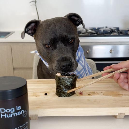 A Bleu Staffy staring eagerly at a piece of dog-friendly sushi held by chopsticks by its owner. A container of dog multivitamins sits just onscreen to the left.