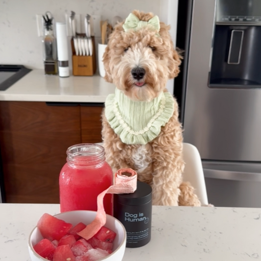 A young goldendoodle wearing a green frilly bow and bib sits on a white chair at a counter. On the counter is: a bowl of cut watermelon, watermelon juice in a glass jar, a jar of dog multivitamins with a homemade fruit roll-up on top.