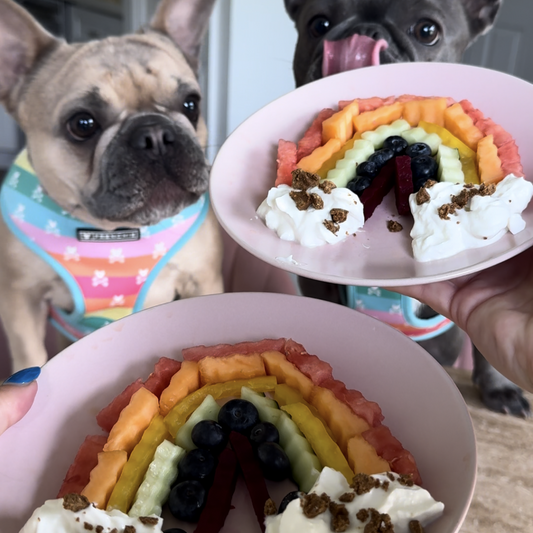 Two Frenchies in rainbow-colored harnesses stare excitedly at two pink plates with dog-safe fruit and veggies arranged in a rainbow shape. Plain Greek yogurt topped with dog crumbled dog multivitamins is at the ends of the rainbow.