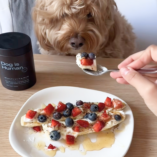 A plated dog-friendly banana split consisting of berries, Greek yogurt, honey, chia seeds, and dog multivitamin crumbles topping a banana. A spoon with the treat is being held up to a Cockapoo and a jar of dog multivitamin sit in frame.