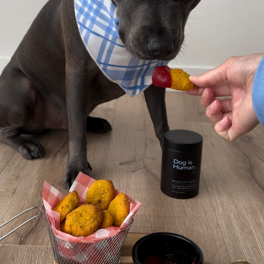 A Bleu Staffy being fed a homemade, dog-safe chicken nugget by its offscreen owner. A basket filled with more chicken nuggest and a dog multivitamin jar sit on the floor alongside the dog.