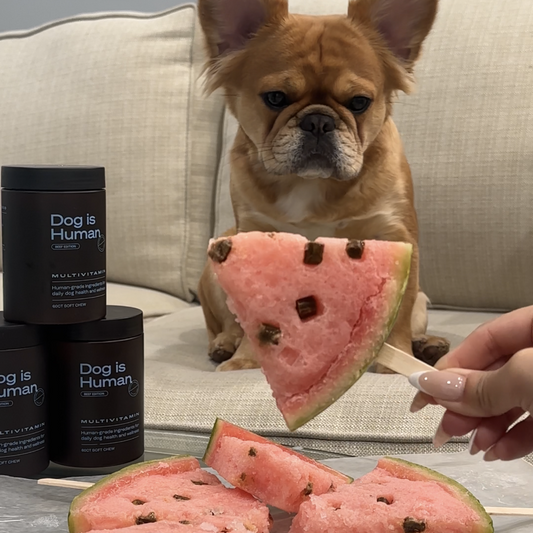 Hera the Frenchie is enjoying her Watermelon Pupsicle