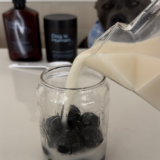 A glass oat milk carton is pouring into a clear cup with homemade, dog-safe boba pearls in it. A Bleu Staffy and various dog health products are behind the counter the boba is being assembled on.