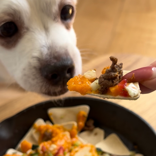 A dog eating nachos from a dish. 