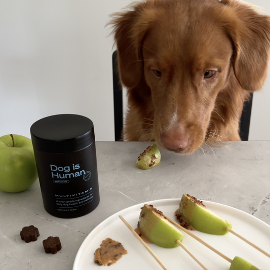 A medium-brown Toller looking down at a plate of dog-friendly caramel apple slices on sticks. A half-eaten slice, a jar of dog multivitamins, and a green apple sit on the countertop.