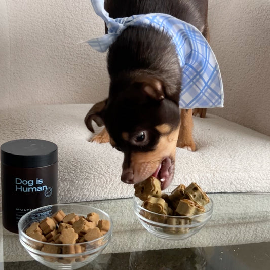 Dog eating a dog-friendly sardine treat. Pet multivitamins and jar on the left.