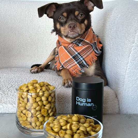 Dog sitting on couch. Dog-friendly pumpkin treats and pet multivitamin on table below.