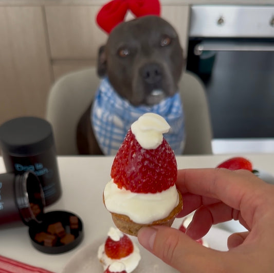 Hand holding up a dog-friendly strawberry santa pupcake. Dog in the center background, and pet multivitamin in the top left.