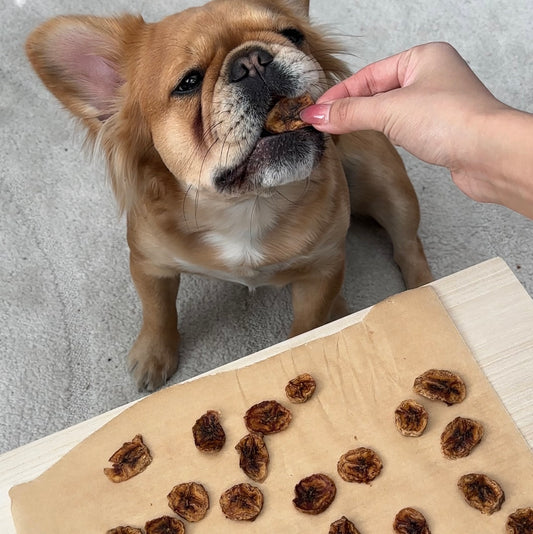 Dog eating a dog-friendly banana treat. Tray of banana treats in the middle.