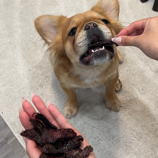 Dog eating a dog-friendly beef jerky treat. Hand holding the rest of the beef jerky treats in the bottom / bottom left.