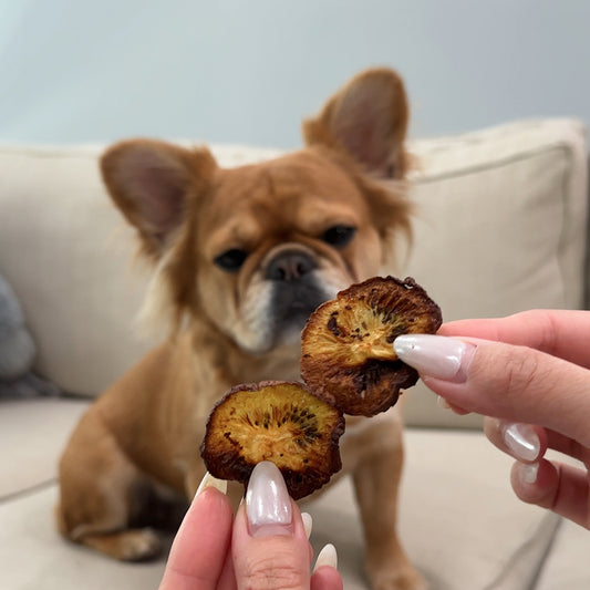 Dog sitting on the couch looking at human hand holding dog-friendly kiwi chips.