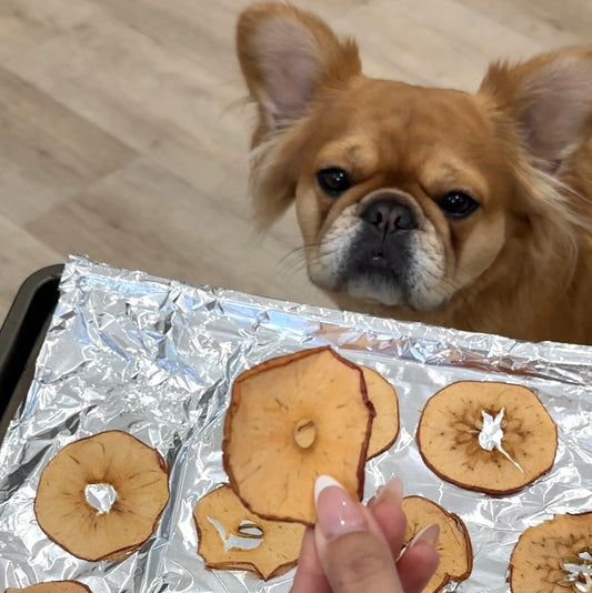 Human hand holding up a tray of dog-friendly apple chips. Dog is sitting on the floor looking at the apple chips.