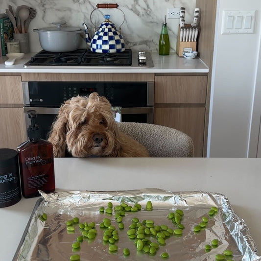 Dog sitting in a chair at kitchen counter looking at a tray of edamame. Dog multivitamin jar and fish oil on the counter on the left. 