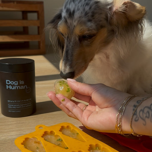 Human hand feeding a green tea treat to dog sitting on the floor. Dog multivitamin jar on the left side of the floor, and treat mold with more treats in the center of the floor.
