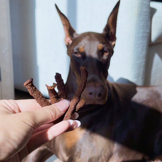 Human hand holding up jerky treats in front of dog sitting on the floor.