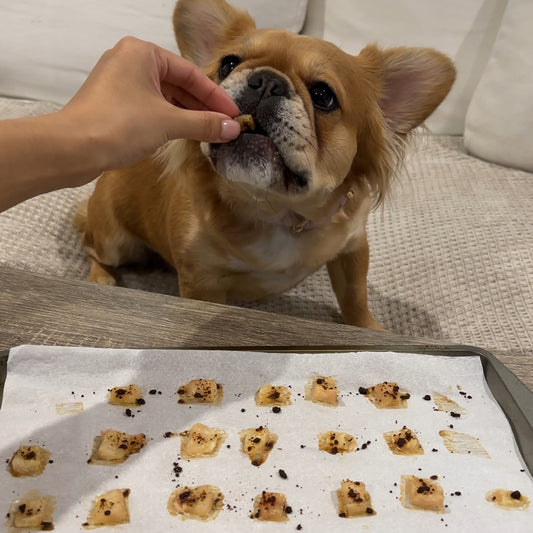 Human hand feeding dog a dog-friendly cod bite. Tray of the rest of the cod bites on the table below.