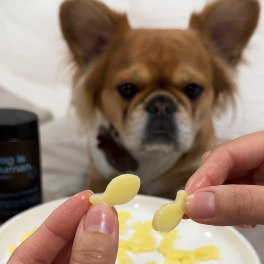 Dog sitting looking at 2 human hands holding up dog-friendly goldfish treats. A plate of more on the table below, and a dog multivitamin jar in the background to the left. 