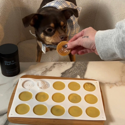 Human hand feeding dog an itchy-skin relief treat. Tray of the rest of the treats on the table below. Dog multivitamin jar on the left side of the table.