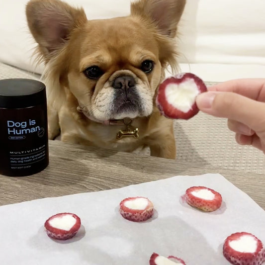 Human hand feeding dog a Valentine’s Day strawberry treat. Tray of the rest of the treats on the table below. Dog multivitamin jar on the left side of the table.