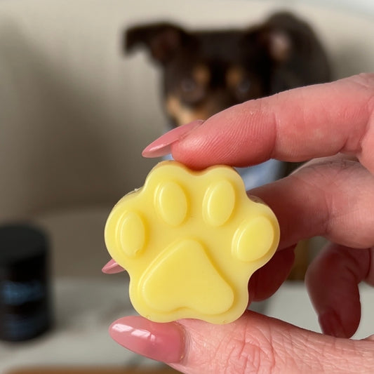 Human hand holding up dog-safe paw balm. Tray of the rest of the paw balms in the mold on the table below. Dog sitting on couch in the background. Multivitamin jar on the left side of the couch.